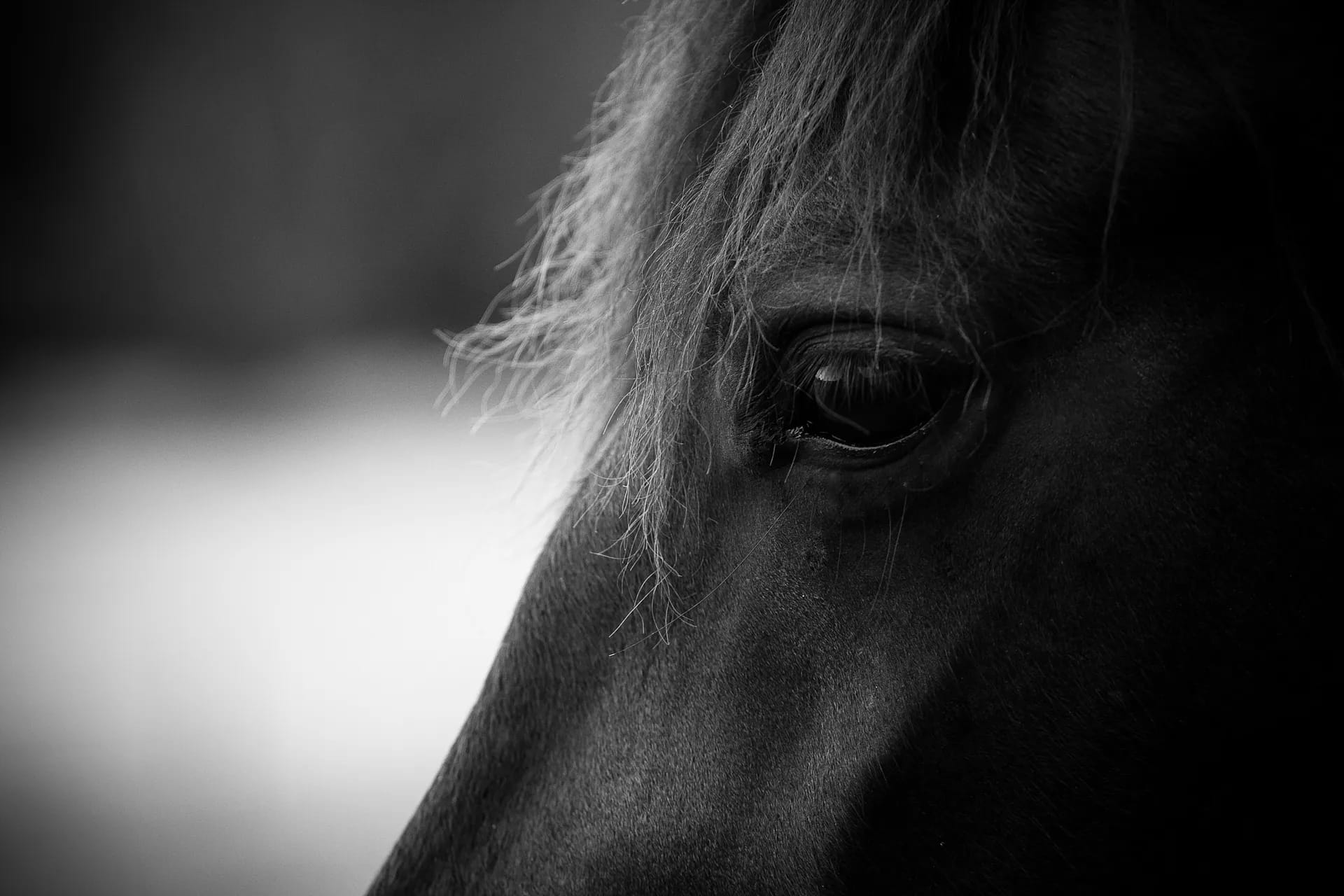 Photograph by Daniel Engdahl