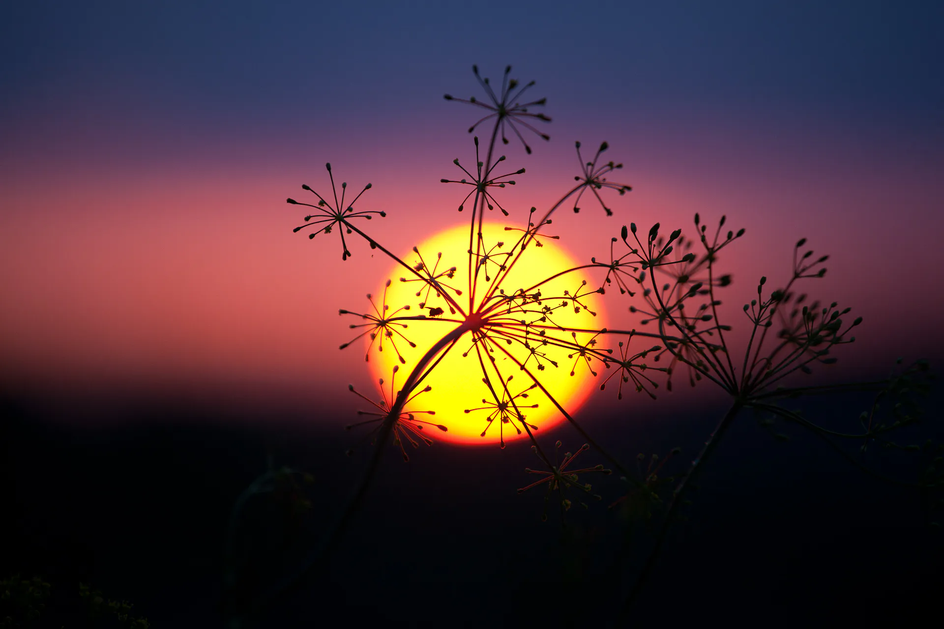 Photograph by Daniel Engdahl