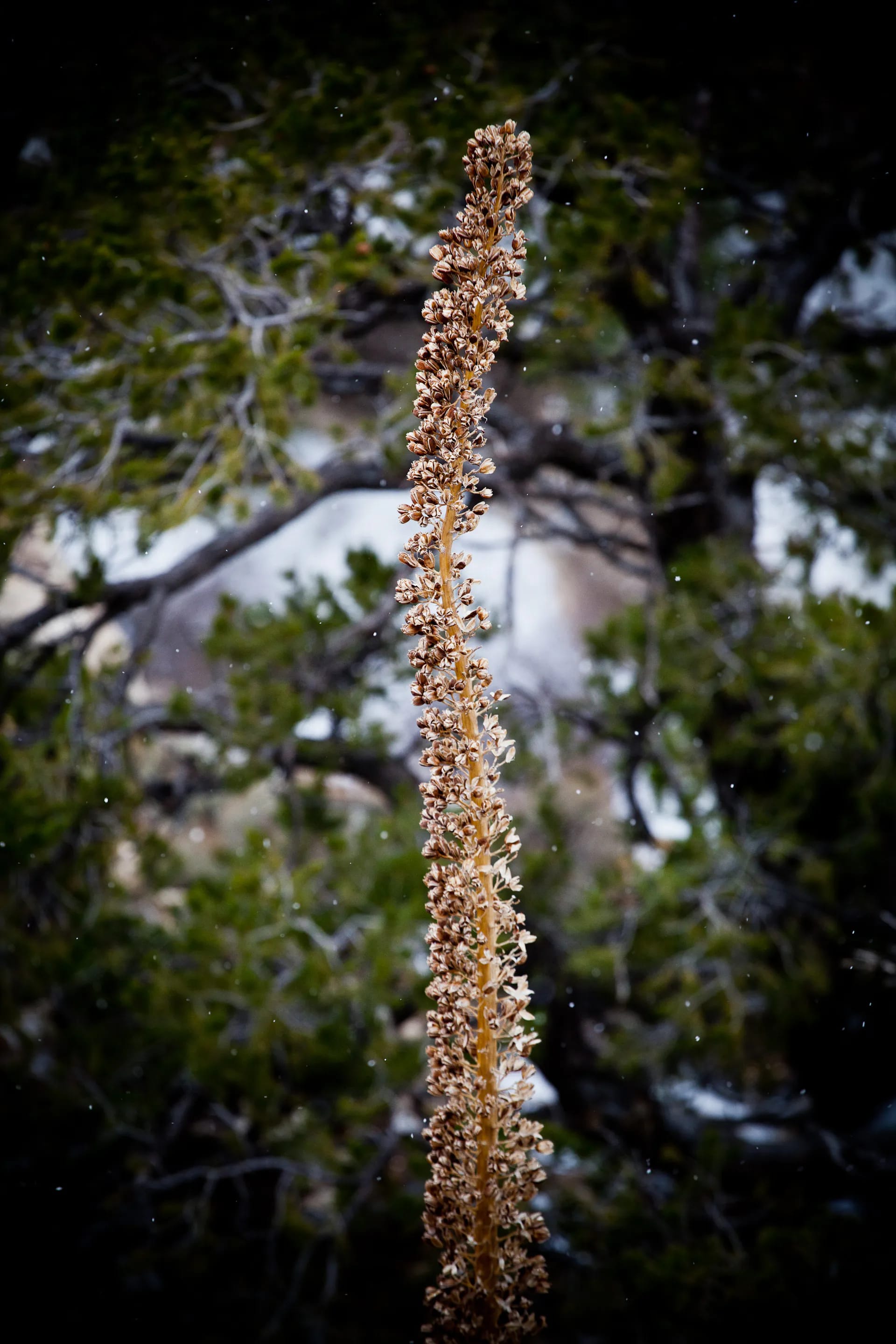 Photograph by Daniel Engdahl